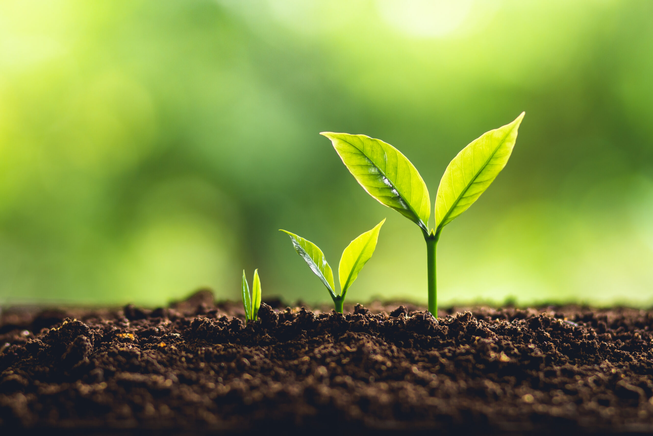 Sprouts growing from the dirt